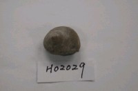 藏品(邊糟頂螺(模))的圖片